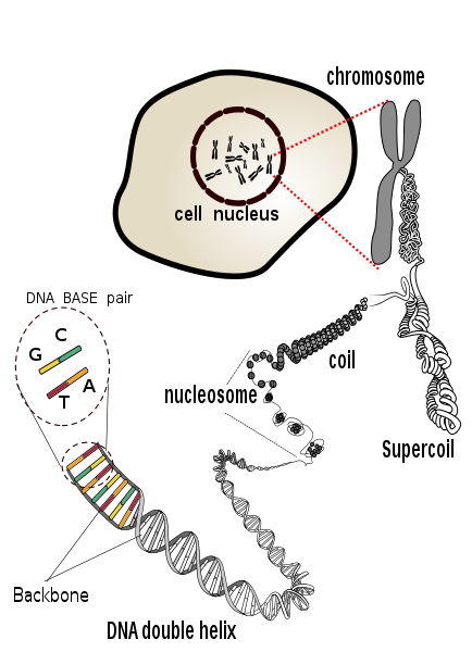 DNA coils